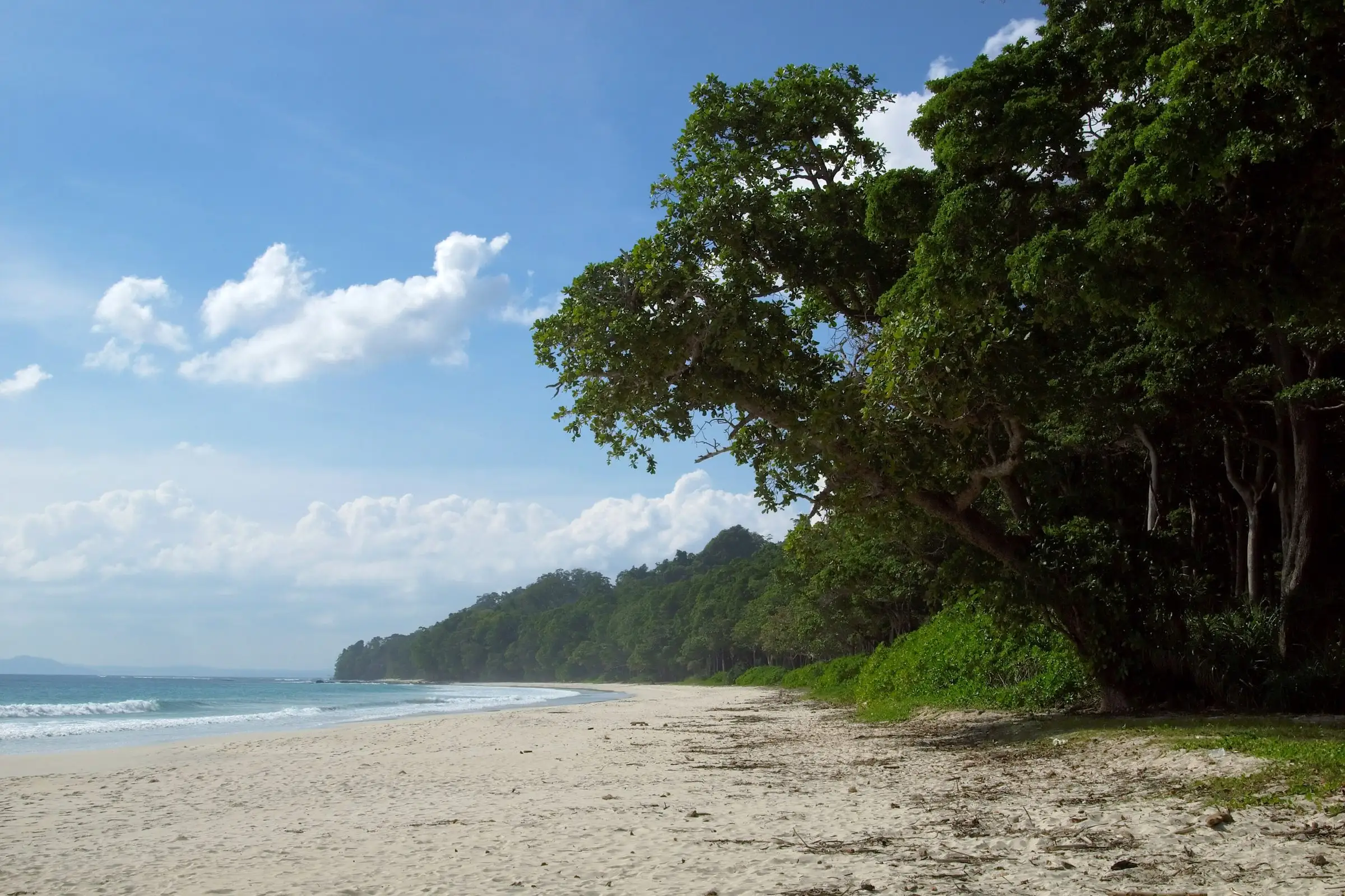 White sand and turquoise water at Radhanagar beach with tall trees at the edge