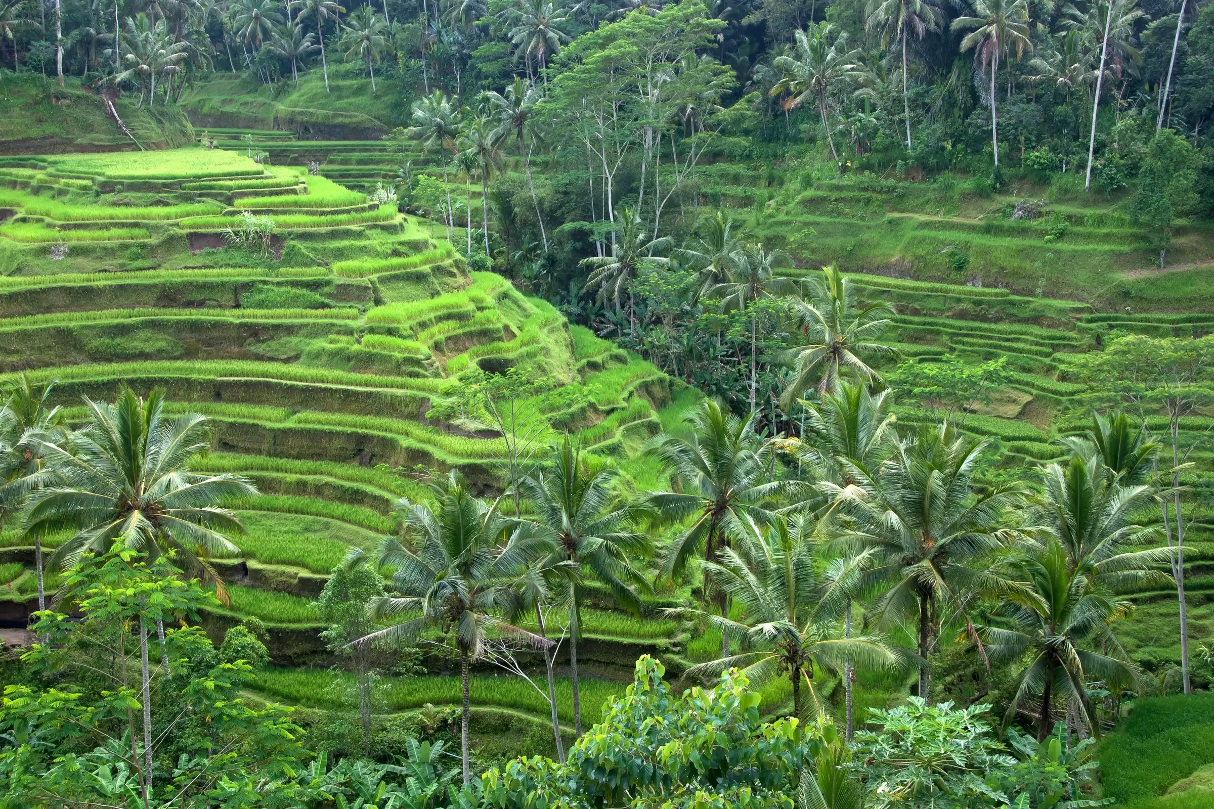 Terraced rice fields and palm trees at Tegallalang in Bali