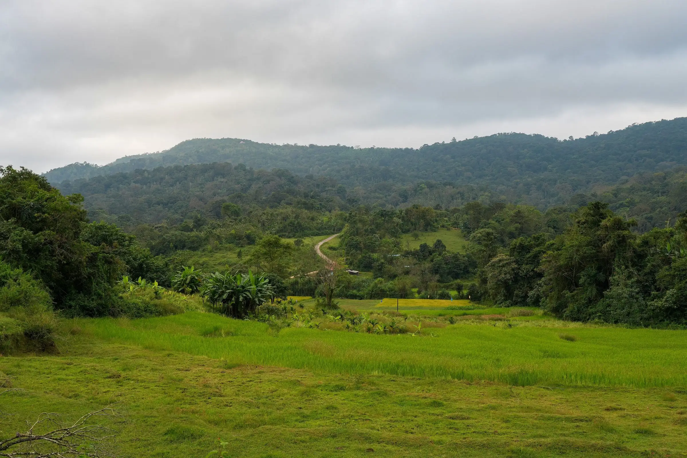 Green hills and forest in Kodagu under a soft grey sky