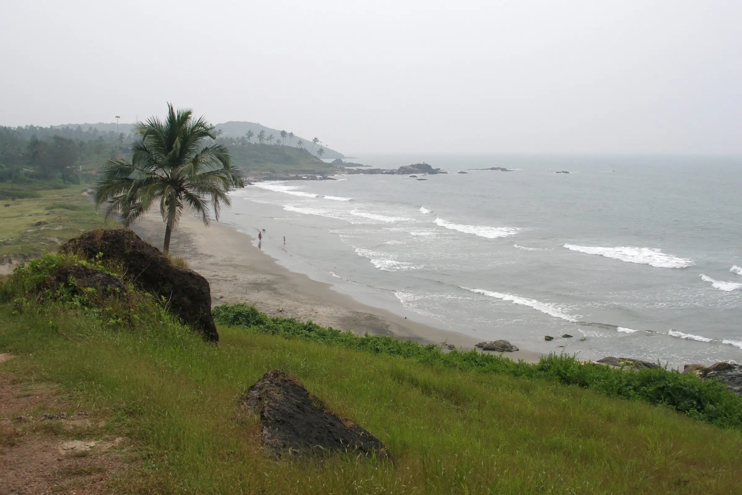 A palm tree on a green headland above a curved beach on the Goa coast