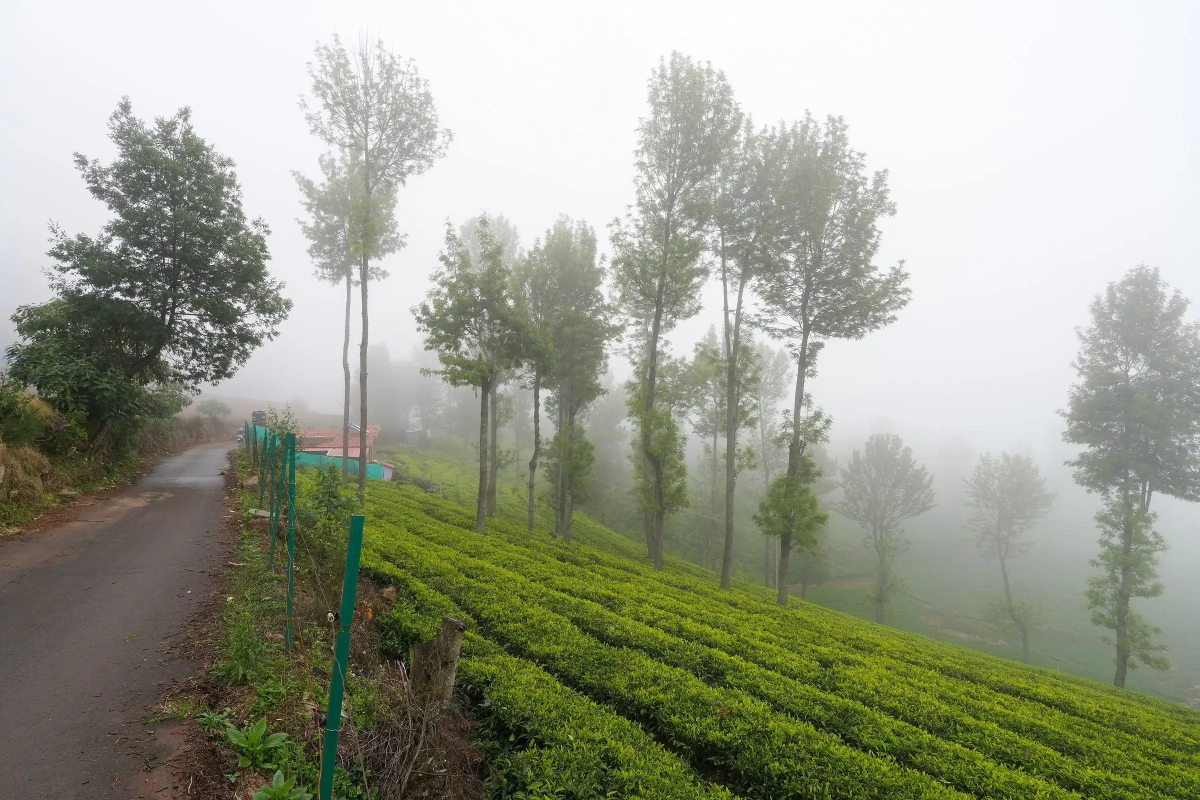 A misty road between rows of tea bushes and tall trees in the Nilgiris