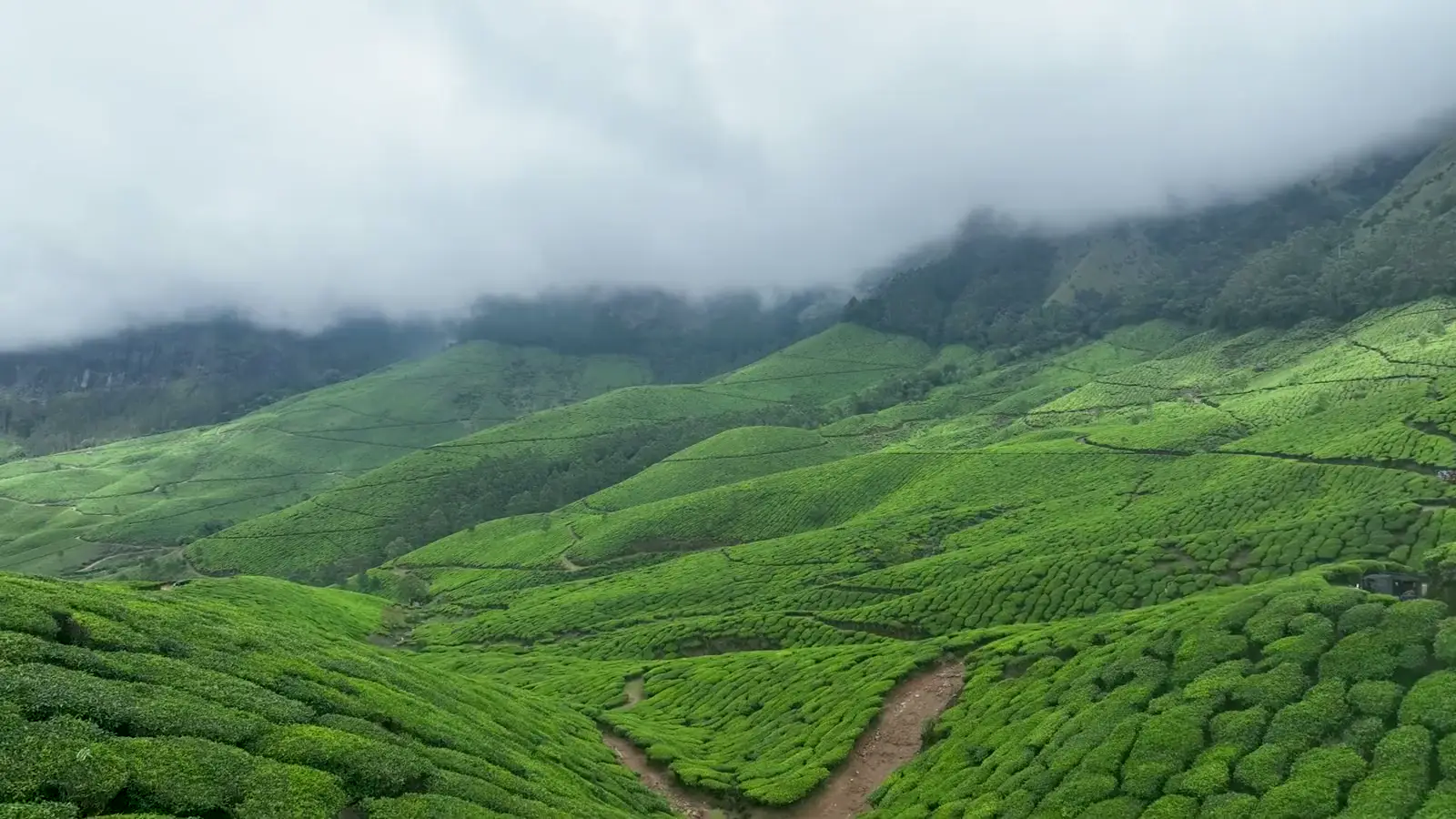 Aerial view of green tea hills under low cloud