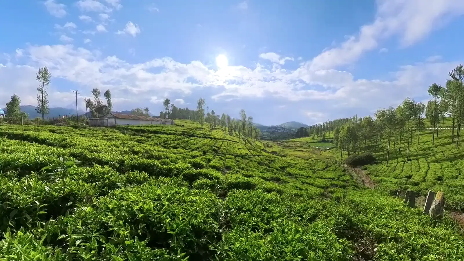 A misty road between rows of tea bushes and tall trees in the Nilgiris